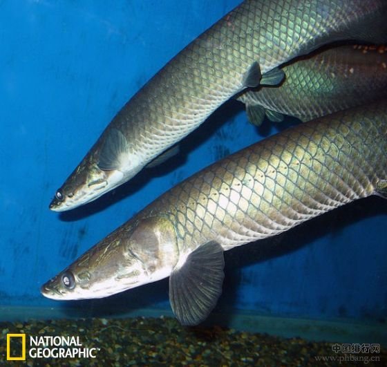 巨骨舌鱼 巴西首次成功批量繁殖巨骨舌鱼鱼苗 