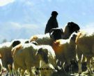 日喀则特产介绍-西藏日喀则特产排行榜