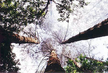 世界十大最古老的原始森林