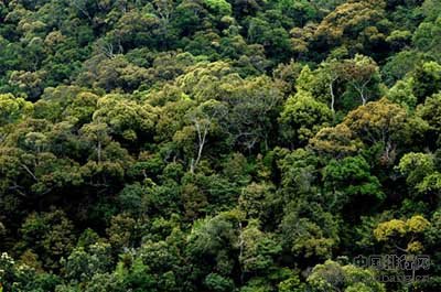 中国十大原始森林排名