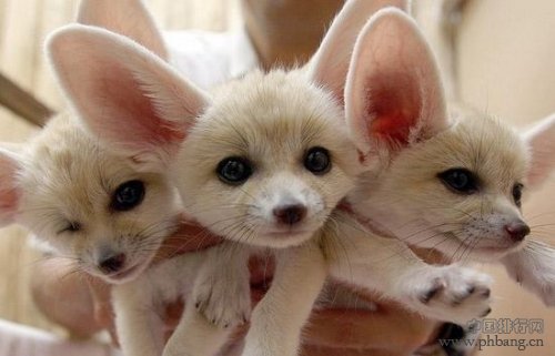 全球最萌动物排行榜：激萌大耳小狐 可爱的它们怎能伤害