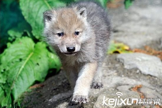 全球最萌动物排行榜：激萌大耳小狐 可爱的它们怎能伤害