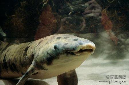 世界最长寿鱼离世 已有超过1.04亿人看过他