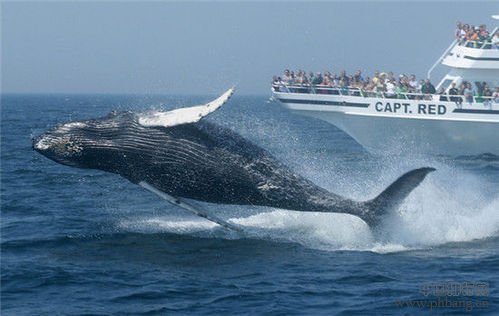 游弋世界  盘点全球十大赏鲸圣地