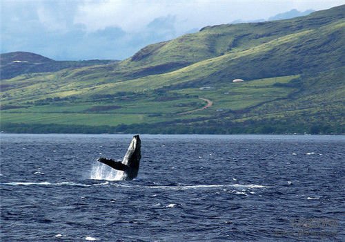 游弋世界  盘点全球十大赏鲸圣地