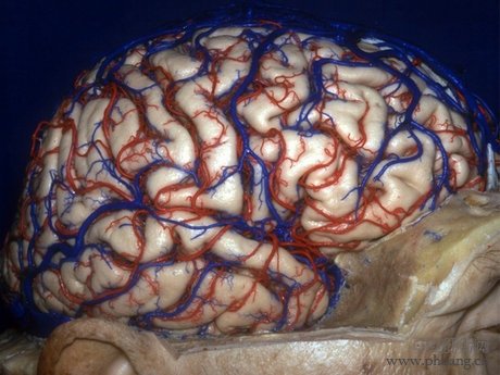 人类大脑十大三维解剖图