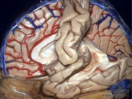 人类大脑十大三维解剖图