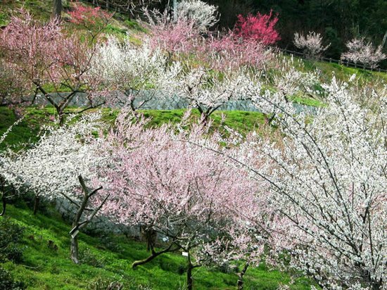 盘点中国最美的十大梅花园(2)