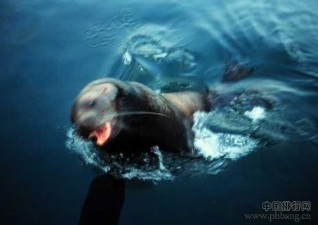令人恐惧的海洋动物10大“暴君”