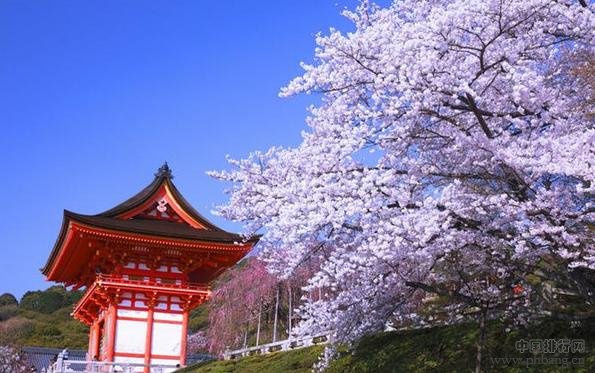 日本十大不可错过的赏樱名所