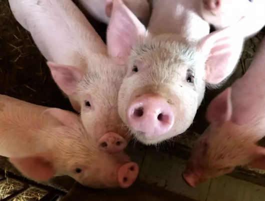2019年中国猪饲料排行_中国猪饲料供应情况及产量变化分析